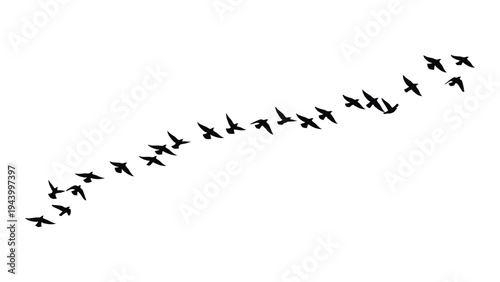 A stunning aerial formation of birds in flight against a clean white background creates a visually appealing image