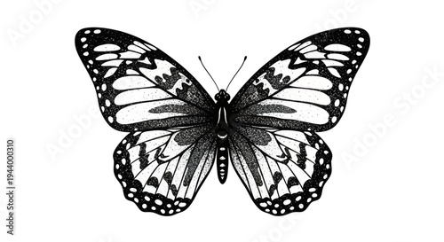 Black and White Monarch Butterfly Illustration