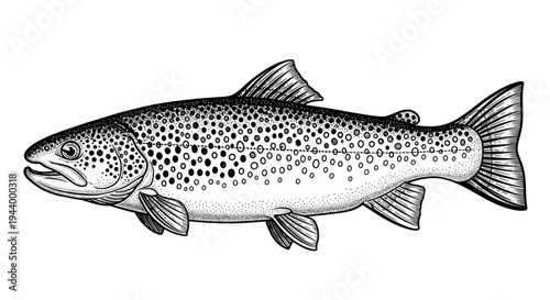 Brown Trout Fish Illustration - Hand Drawn Style