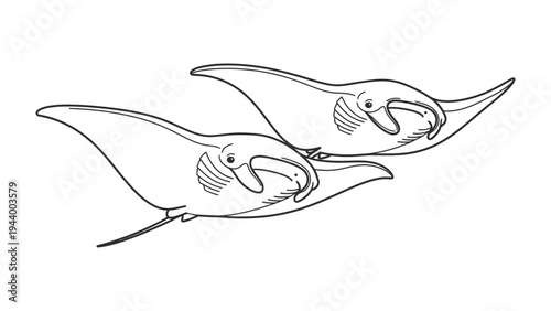 Two Manta Rays Illustration: A simple line drawing depicts two manta rays gracefully swimming together in a dynamic pose, showcasing their distinctive wing-like fins and wide mouths.