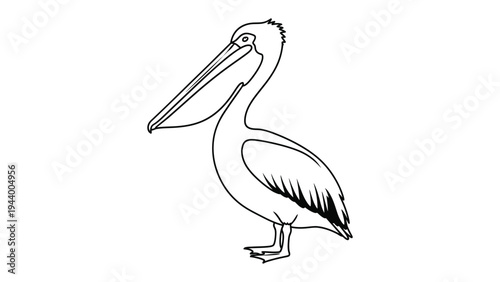 Pelican sketch: A graceful pelican sketch, showcasing the bird's distinctive beak and elegant form. Its timeless allure and refined lines create a simple yet artistic impression.