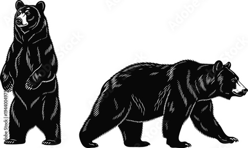 Black grizzly bear silhouette vector set, standing and walking forest predator collection, brown bear wildlife graphics, isolated wilderness animal icons,