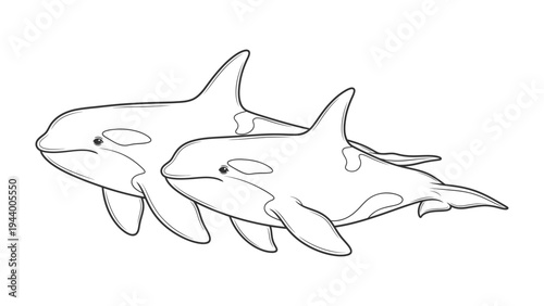 Orcas in Harmony: Two majestic orcas swim together, a portrait of marine companionship in monochrome, a scene of symbiotic peace and unity.