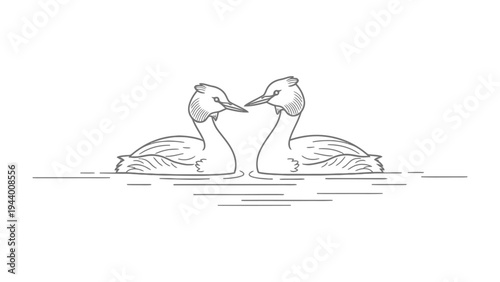 Paired Avian Embrace: Two elegant waterbirds, their necks intertwined in a moment of tender connection. The image of the bird's reflection creates a peaceful scene.