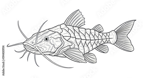 Line Art Illustration of a Catfish with Whiskers, Isolated on White