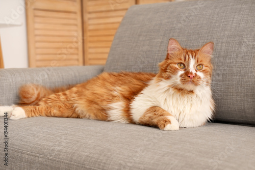 Cute fluffy cat lying on gr...
