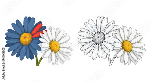 Patriotic Daisy Flowers: Color and Outline Illustrations