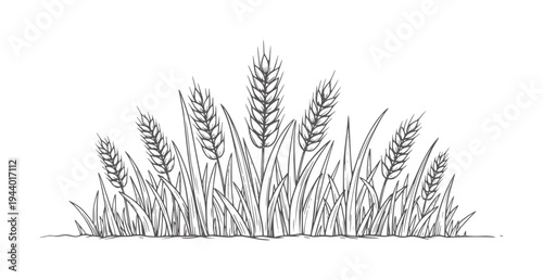 Black and white line of wheat stalks with grain heads grains