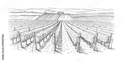 Black and white of a vineyard with rows of grapevines and distant farmhouse countryside