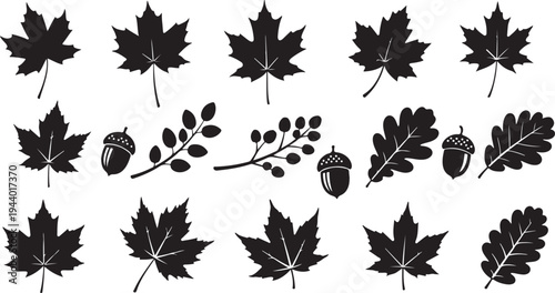 Collection of black leaves and acorns on white background