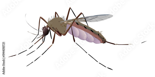 Mosquito sucking blood isolated on white background closeup insect nature pest detail wings antenna.