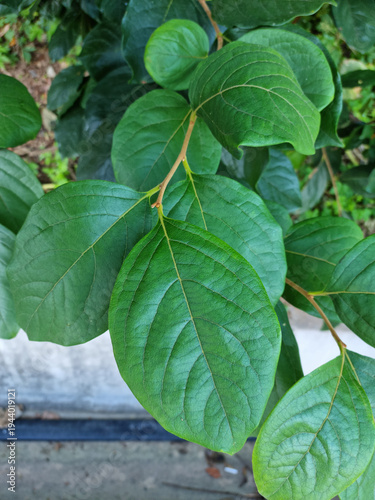 close up Persimmon leaf in natural background.
