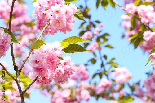 Beautiful blossoming sakura...