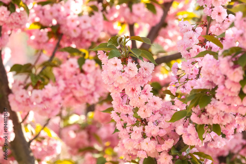 Beautiful blossoming sakura...