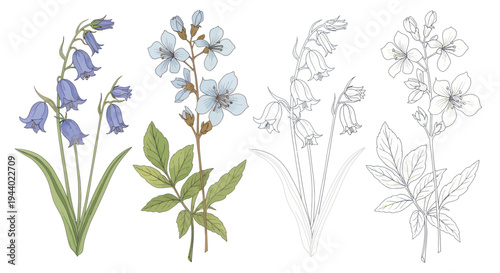 Bluebell and Wildflower Illustrations: Watercolor and Line Art