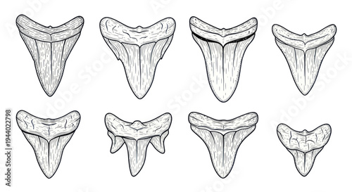Collection of Shark Teeth Illustrations - Diverse Shapes and Sizes