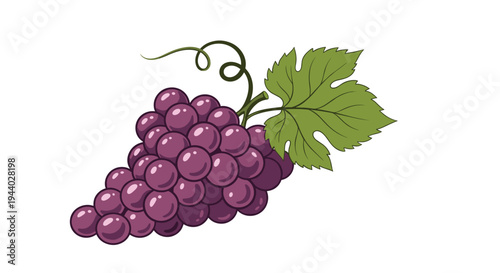 Bunch of ripe purple grapes with a green leaf and curly vines represents fresh fruit, vineyards, and healthy natural produce.