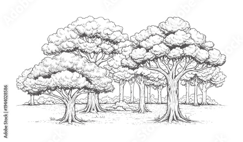 Black and white of a forest grove with large trees nature
