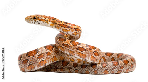 Fotografi A vibrant orange and red corn snake, Pantherophis guttatus, coiled with its head raised