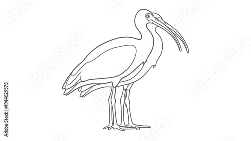 Ibis Line Art: A sleek line drawing captures the elegance of an ibis, a long-legged bird known for its distinctive curved bill, presented in a clean, minimalist style.