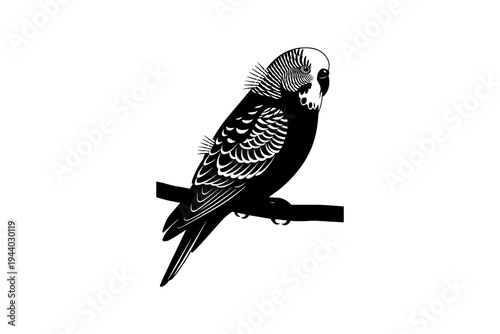 Silhouette of a budgerigar perched on a branch in black and white