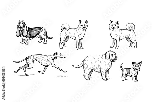 Hand-drawn dog breeds collection: shiba inu, basset hound, greyhound