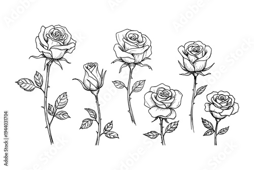 Elegant collection of linear roses with detailed outlines and graceful stems