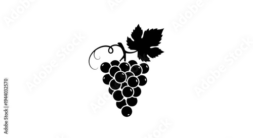 Black Grapes Illustration for Food and Beverage Design