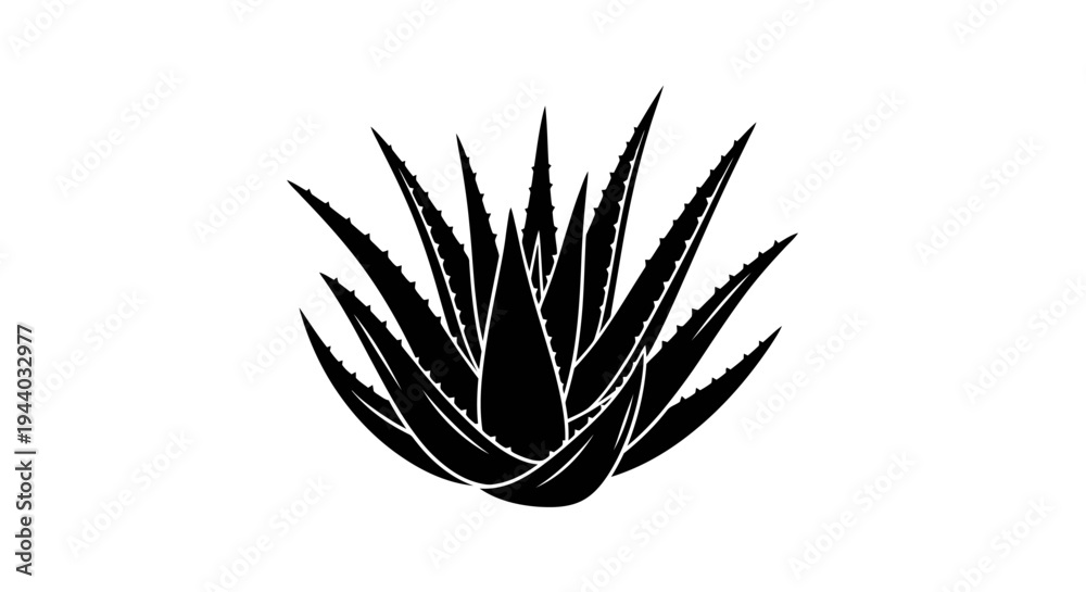 Fototapeta premium Silhouette of Aloe Vera Plant with Spiky Leaves