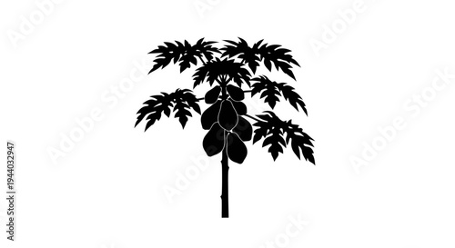 Silhouette of a Papaya Tree with Foliage and Fruits