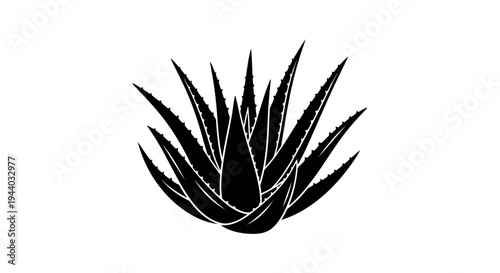 Silhouette of Aloe Vera Plant with Spiky Leaves