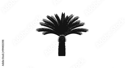 Silhouette of a Tall Palm Tree Against a White Background