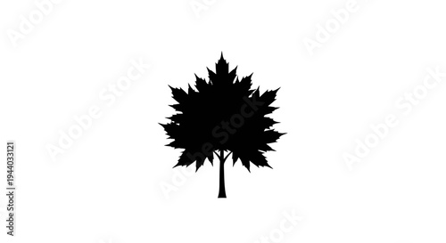 Silhouette of a Maple Tree with Spiked Leaves on White Background