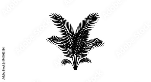 Silhouette of a Palmetto Palm Tree Against White Background