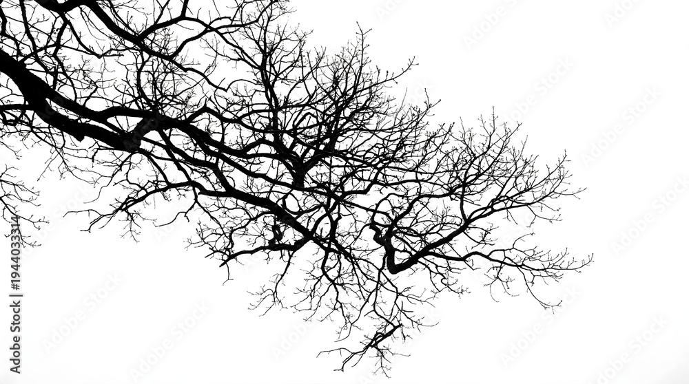 Fototapeta premium Bare tree branches against white sky nature's serene silhouette peaceful landscape