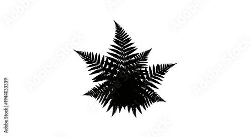Silhouette of Fern Leaves on White Background