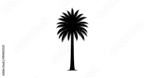 Silhouetted palm tree against plain white background