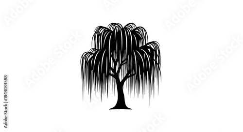 Silhouette of a Drooping Willow Tree with Long Branches