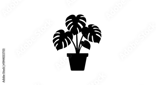 Silhouette of a Monstera Plant in a Pot for Indoor Decor