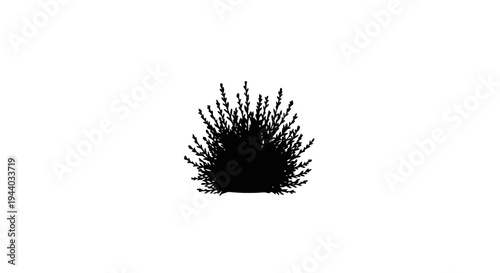 Silhouette of a bush or shrub on a white background