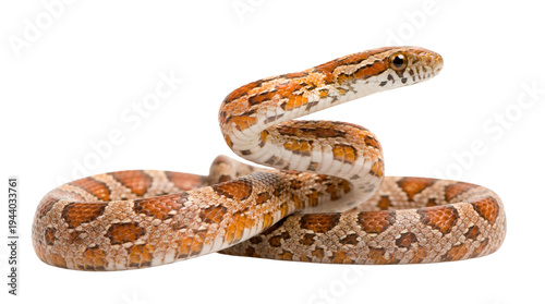A beautiful corn snake with distinctive orange, red, and cream patterns.