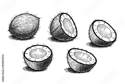 Hand drawn coconut set: detailed sketches of whole and halved coconuts in black and white