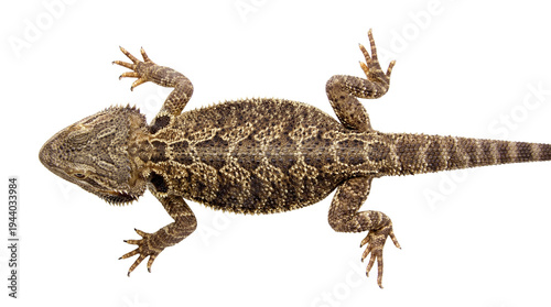Billede på lærred A top-down photograph of a spiky bearded dragon lizard with detailed scales, isolated on a transparent background