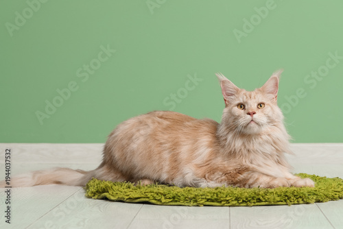 Cute Maine Coon cat lying o...