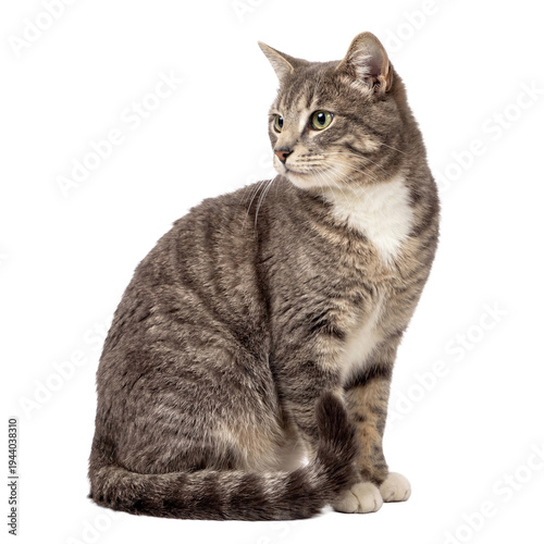 Quadro su tela A beautiful domestic gray tabby cat with distinct striped fur and striking green eyes, sitting elegantly, looking right