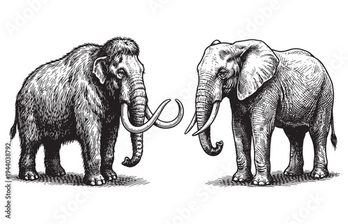 African Elephant and Woolly Mammoth Comparison Sketch Extinct Species