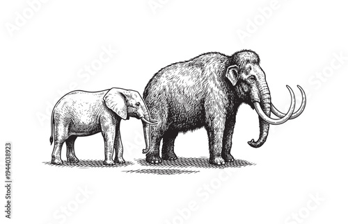 African Elephant and Woolly Mammoth Comparison Sketch Extinct Species