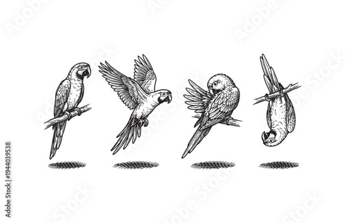 Tropical Macaw Parrots Illustration Set Various Flight and Perch Poses