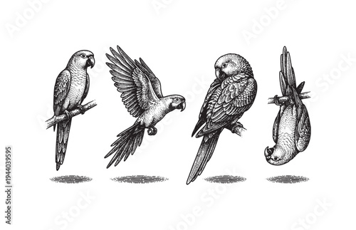 Tropical Macaw Parrots Sketch Set Hand Drawn Exotic Birds