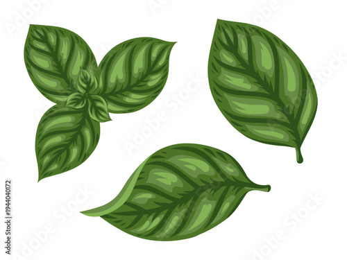 Basil leaves set vector food illustration top view for market design. Herbal ingredient in cartoon doodle style for vegetable menu. Healthy plant for cooking template or mediterranean cuisine element.